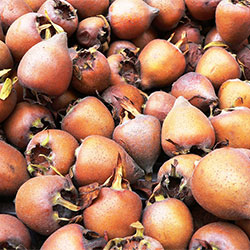 Cityfarm Organic Medlar (KG)