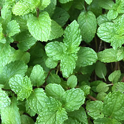 MimSera Organic Green Mint  Pcs 