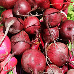 KALE Organic Red Beet (KG)