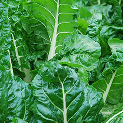 Alaplı Organic Silverbeet (Pcs)