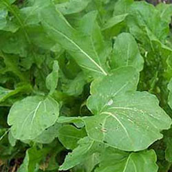 Karlıdağ Organic Rocket (Pcs)