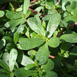 MimSera Organic Purslane  Pcs 