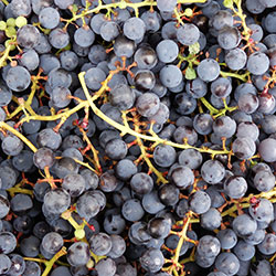 DEĞİRMEN ÇİFTLİĞİ Organic Black Grape (KG)