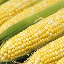 Ersöz Organic Corn  Pcs 