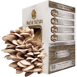 PERMAKÜLTÜR Organic Mushroom Box (Grey Oyster Mushroom)