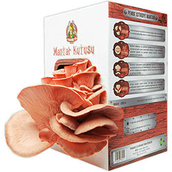 PERMAKÜLTÜR Organic Mushroom Box (Pink Oyster Mushroom)