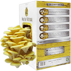 PERMAKÜLTÜR Organic Mushroom Box (Yellow Oyster Mushroom)